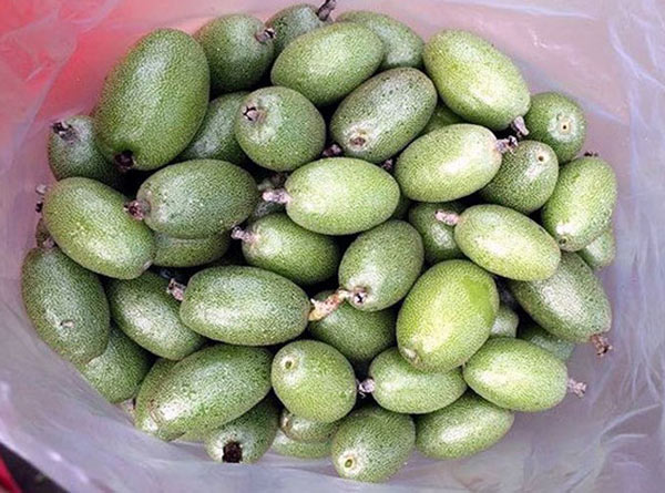 Nhót xanh chua loét, giá cao tới 200.000 đồng/kg vẫn cháy hàng